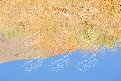 media/May-10-2025-Cobra Club (Sat) [[7b9c5022b1]]/Passenger/